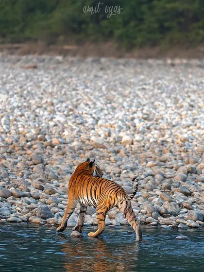 A tiger entering the Ramganga river. Corbett's riverine environment provides endless opportunities for unique action shots and beautiful reflections.