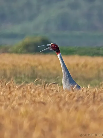A Sarus Crane calling out from a wheat field. I chose a wider frame to show the bird in its habitat, telling a bigger story than just a close-up.