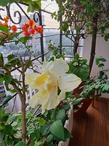 A happy moment from my balcony. This rare, creamish-yellow layered Hibiscus decided to bloom today, sharing its soft color alongside the bright orange Bougainvillea.