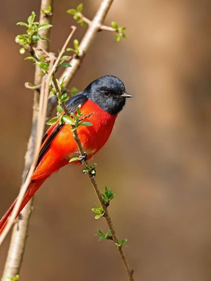 A male Scarlet Minivet is perched among the fresh green leaves of a budding branch. The vibrant red and black of the bird create a beautiful contrast with the soft, natural setting.