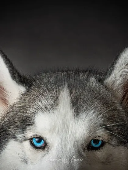 Sometimes, it's the little details that show the biggest personality. This extreme close-up on a Siberian Husky's piercing blue eyes showcases the incredible detail and soul I strive to capture in every fine art pet portrait.