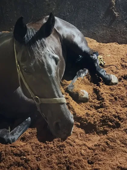 Comfort is key. We use high-quality cocopeat bedding in our stalls, which provides excellent cushioning for the horses to lie down and rest comfortably.