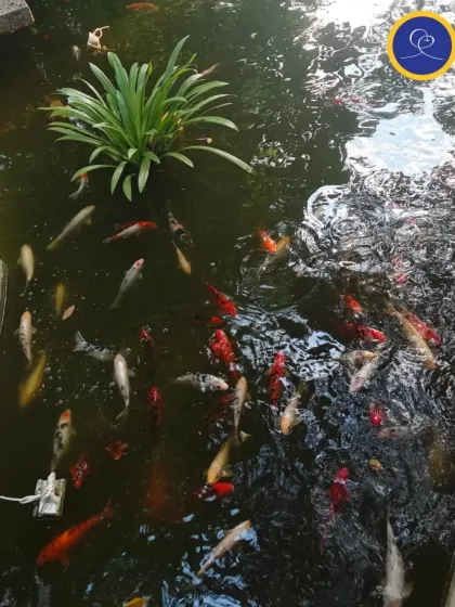 Koi fish swim peacefully in the pond, reflecting the calm and vibrant energy of our retreat space. Nature's harmony helps us find our own.