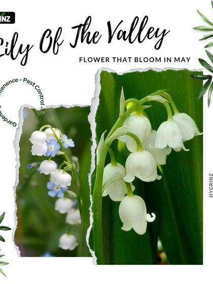 Hygrinz - Garden Design & Landscaping Our Plant & Flower Showcase photo 13