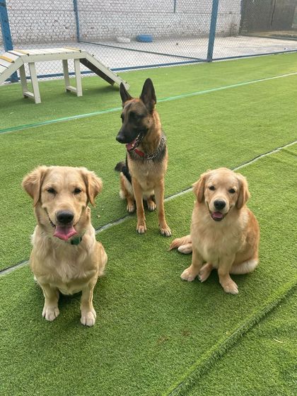 Cuteness overload! A German Shepherd posing with two Golden Retriever friends on our green turf.