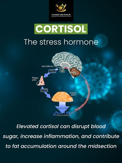 This graphic explains why PCOS belly is driven by hormones like insulin, cortisol, and androgens, which influence where fat is stored.