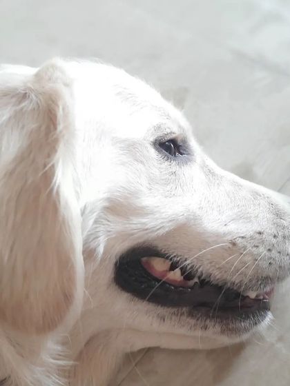 Snugglys Paw House - Pet Daycare The Paw House: Cozy Indoor Comforts photo 17