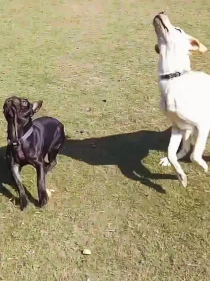 Both dogs jumping for the toy. This shows their shared enthusiasm and the fun they have together. Supervised play ensures that all interactions remain positive and safe.