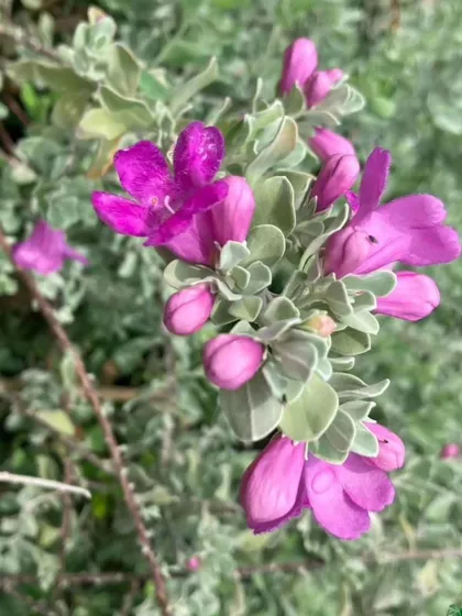 A close-up of the delicate purple flowers of the Nikotia plant. Even with its silvery-green foliage, it produces these lovely blooms, adding a subtle touch of color.