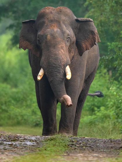 A massive tusker commands the safari track on a monsoon morning in Kabini. The sheer power and presence of these gentle giants is always a humbling experience.