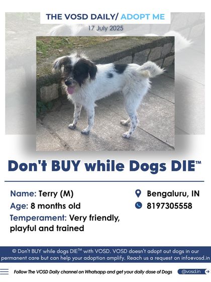 Terry, an 8-month-old friendly and trained terrier mix in Bengaluru, is looking for a home. He is a playful companion who will be fully vaccinated and de-flead before adoption.