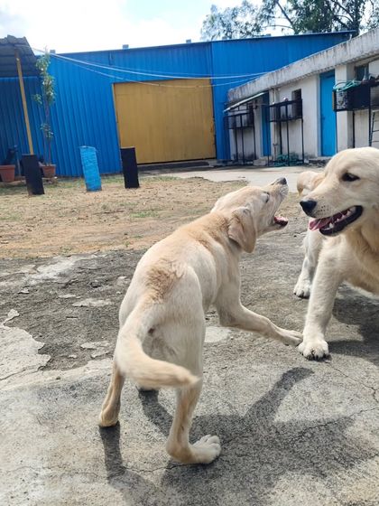 A playful growl and a happy face. This is what safe and healthy dog socialization looks like.