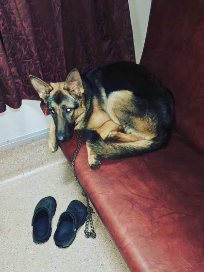 Cab4pets - Pet Transportation & Relocation By Train: Accompanied Rail Journeys photo 3