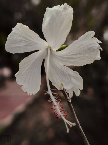 Zahid Moledina - Photography The World Up Close: Nature & Macro photo 17