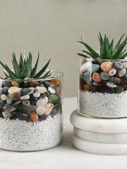 Our exquisite glass planters are a perfect gift to add a touch of modern elegance to any home or office space. They come with succulents and decorative stones.