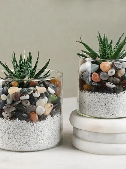 These exquisite glass planters with succulents are a perfect gift to add a touch of green elegance to any home or office space.