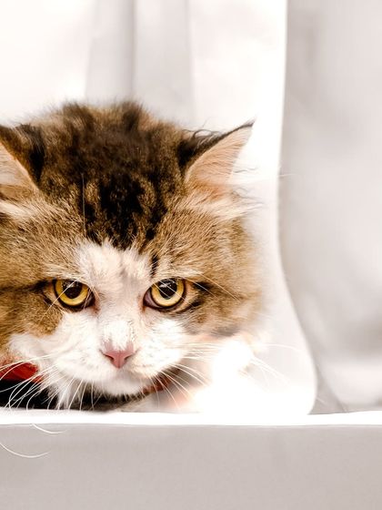 A softer, more candid shot of our gentleman cat, peeking out from behind a white curtain.