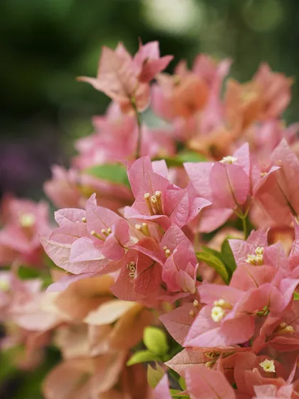 The soft, peachy-pink bracts of this Bougainvillea variety create a delicate and romantic look. It can be pruned, shaped, or trained to turn any garden into a dream.