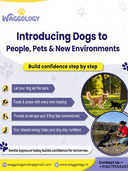 Socialization is crucial for a confident, well-adjusted dog. This guide provides step-by-step advice on how to introduce your dog to new people, pets, and environments safely and positively.
