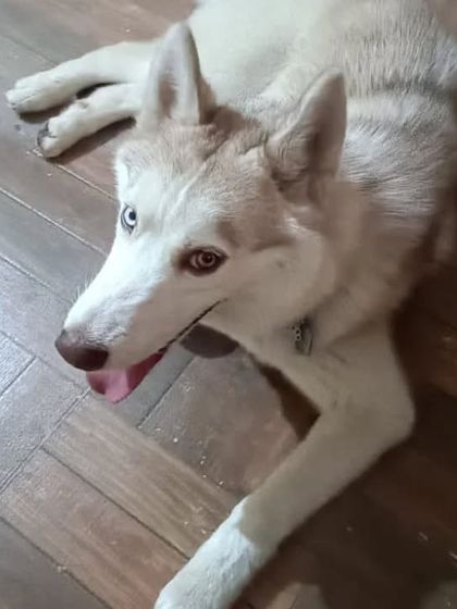 Snugglys Paw House - Pet Daycare The Paw House: Cozy Indoor Comforts photo 15