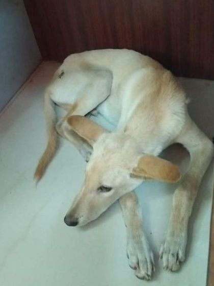 This dog walked into a workplace in Malleswaram, seeking refuge. He has unhealed wounds and is not comfortable on the streets. He needs a foster or adopter.