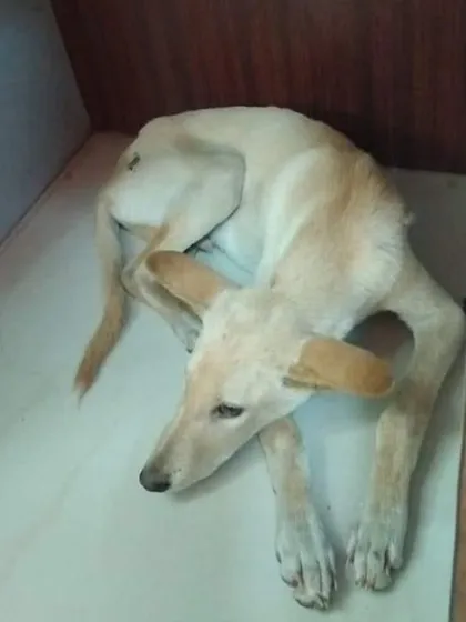 This scared dog climbed up to the second floor of a building in Malleswaram, seeking refuge. He has some unhealed wounds and is clearly not comfortable on the streets.