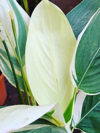 Rare & Collector's Plants photo 43