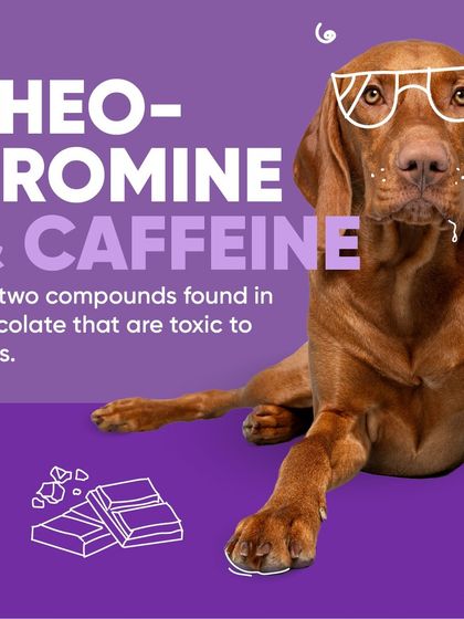 Chasing Tails - Veterinary Care & Hospital Services Canine Care Corner photo 6