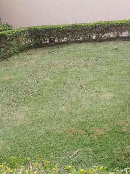 The finished product. A freshly mowed lawn with trimmed hedges, looking neat and well-cared-for after a regular maintenance session.