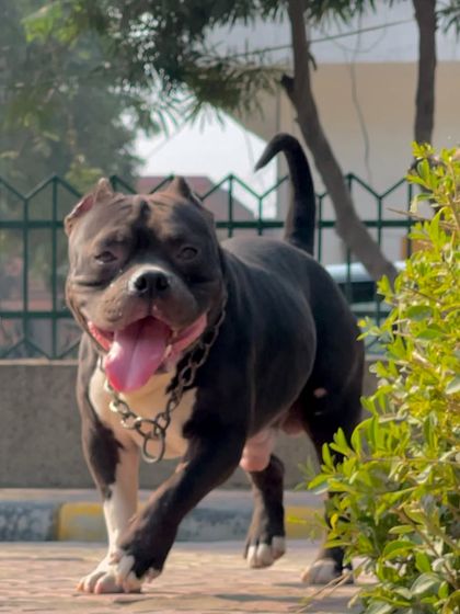 A happy Sultan on the move, tongue out and tail up. This is the look of a healthy and joyful American Bully.