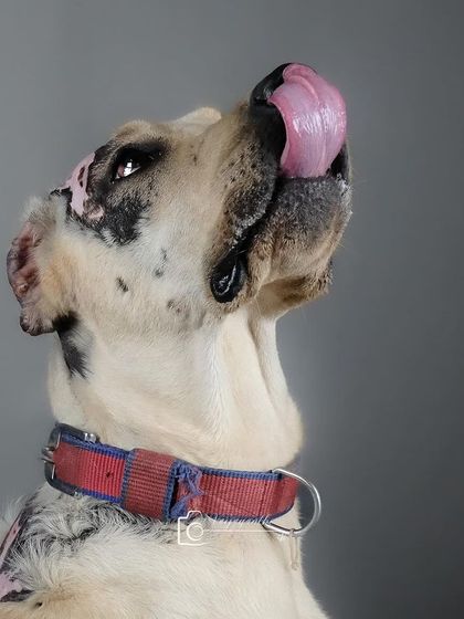 A dramatic upward shot of a dog licking its lips in anticipation. The studio lighting creates a beautiful, artistic effect.
