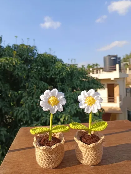 Two classic potted daisies, simple, elegant, and always in style.