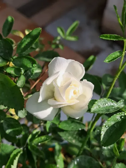 Bhardwaj - Urban Gardening Consultation A Riot of Colorful Flowers photo 90