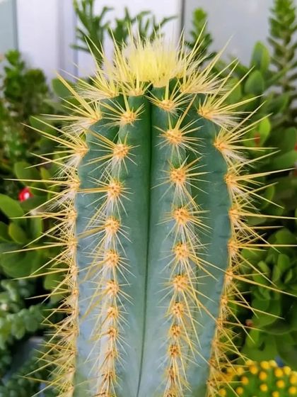 A close-up of a cactus with bright yellow spines. The details and patterns on these plants are amazing.