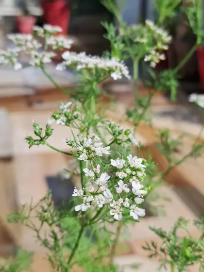 Bhardwaj - Urban Gardening Consultation Grow Your Own Organic Vegetables photo 35