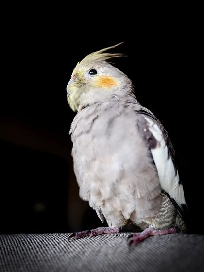 This is the same dramatic portrait of Momo, emphasizing his regal posture and the fine details of his crest and feathers.