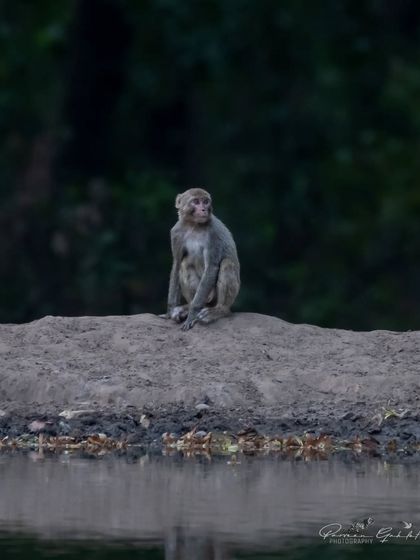 A Rhesus Macaque monkey sitting alone by a water source in Rajaji National Park.