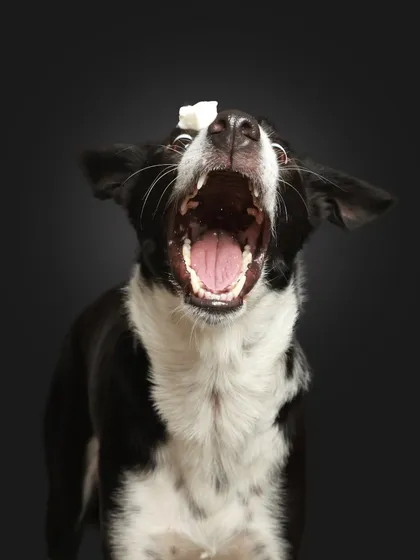 Get ready for the catch! This is one of my signature shots. I love capturing the intense focus and goofy expressions of doggos trying to catch a treat. It's a perfect way to show off their fun-loving personality in a classic studio setting.