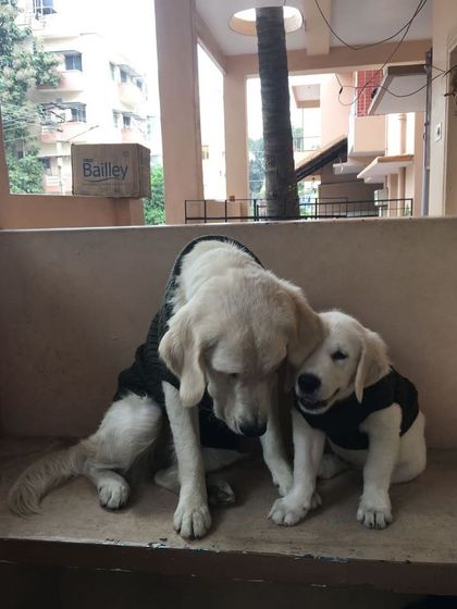 Deepthi - Dog Training & Behavior Modification Living in a Pack: A Guide to Multi-Dog Homes photo 8