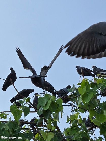 A dynamic shot of pigeons on a tree, with one bird's wings spread wide as it lands.