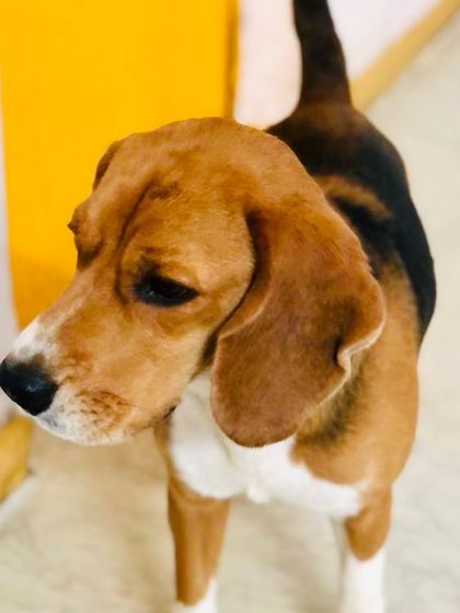 Another beautiful shot of our Beagle friend, showcasing his classic floppy ears and sweet face.