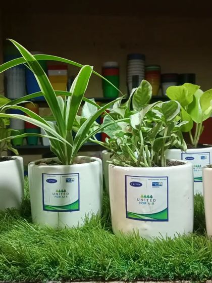 These Spider Plants and Money Plants are ready for a corporate client. The branding sticker shows they are part of a 'United for Air' green initiative.