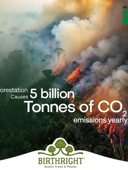 Deforestation causes 5 billion tonnes of CO2 emissions yearly, accelerating climate change. By planting trees and creating sustainable landscapes, we are actively working to combat this and heal our planet.