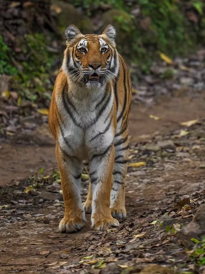 A gorgeous tigress from Corbett, focused on a herd of spotted deer. This winter morning sighting with her three cubs was a lesson in patience and observation.