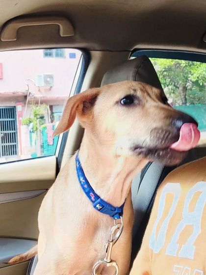 A lick of appreciation! This indie dog is thanking me for a comfortable ride. These are the moments that make my job the best in the world.