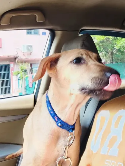 A lick of appreciation! This indie dog is thanking me for a comfortable ride. These are the moments that make my job the best in the world.