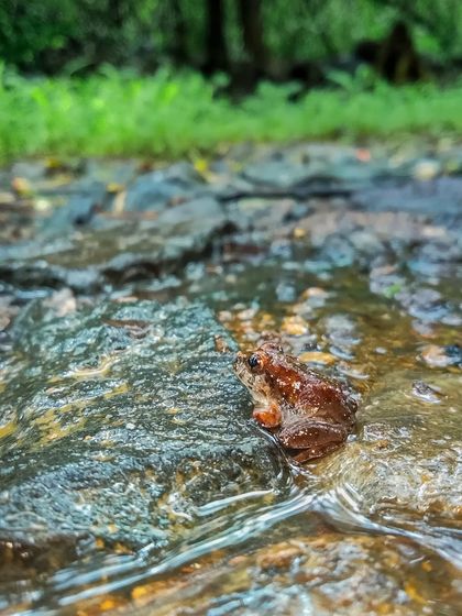 A small frog rests on a wet rock during the monsoon. It's the small, often overlooked creatures that make the ecosystem so rich and diverse.