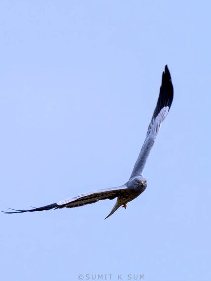 A Montagu's Harrier in a graceful, banking flight. This migratory raptor is a master of the grasslands, and its slender profile is captured here against the open sky.