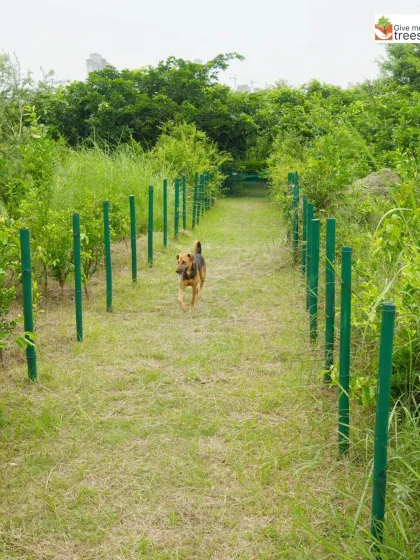 A happy dog enjoys a run along a grassy path at our Sector 150 site in Noida. Our urban forests are designed to be safe and welcoming spaces for the entire community, including our furry friends.