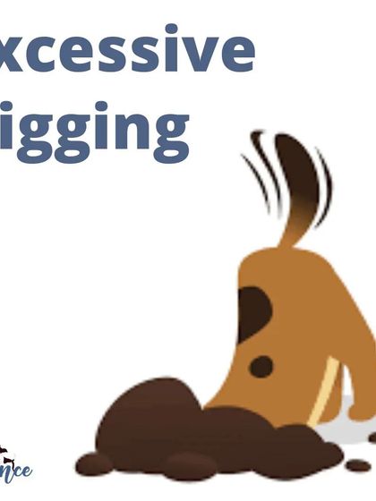 A dog that suddenly starts digging up the yard or inside the house might be trying to relieve stress or boredom. I can show you positive outlets for this natural behavior.